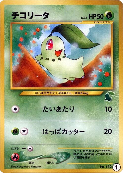 菊草葉