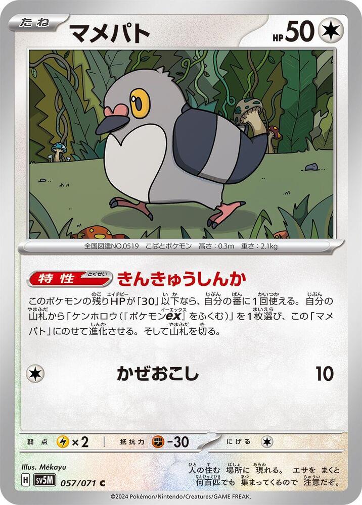 豆豆鴿