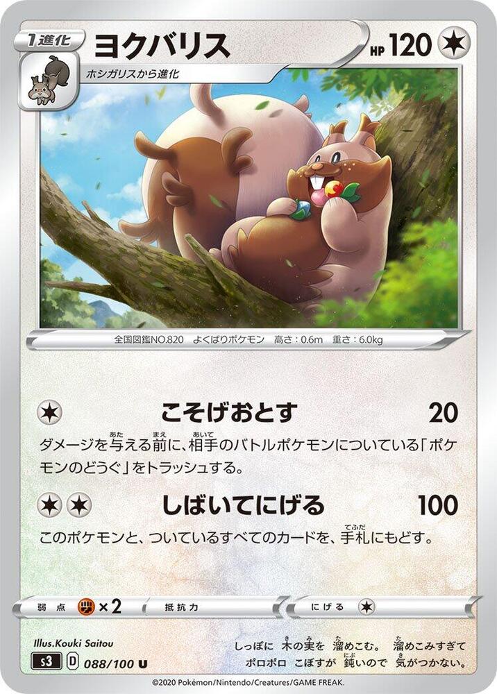 藏飽栗鼠