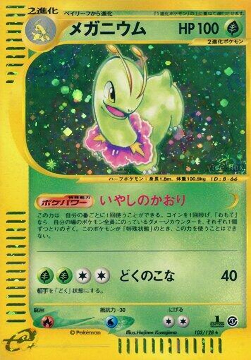 大竺葵