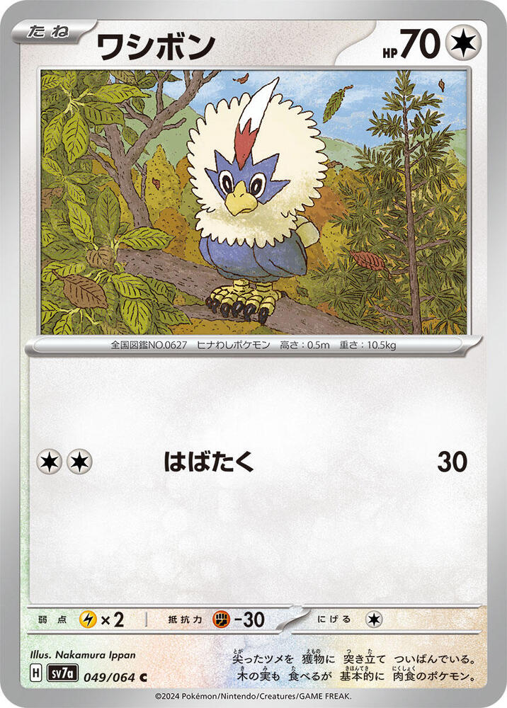毛頭小鷹